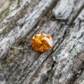 Shaded Daylight: 1.83-carat Orange Sphalerite