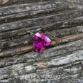 Shaded Daylight: 3.10-Carat Deep Magenta-Pink Nigerian Tourmaline