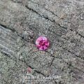 Shaded Daylight: 1.56-Carat Magenta-Pink California Tourmaline