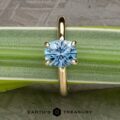 The "Alyssum" Solitaire in 14k yellow gold with 1.63-Carat Montana Sapphire